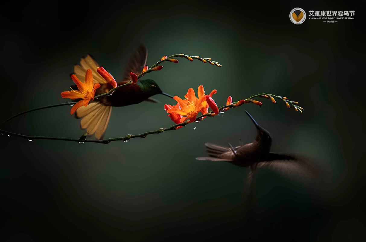栗胸冕蜂鸟